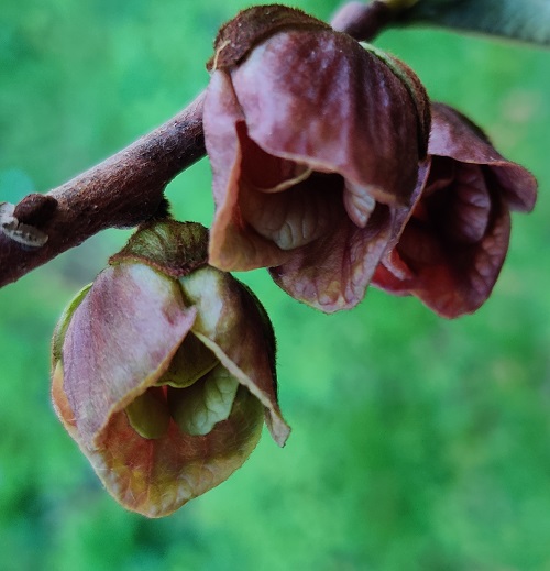 Pawpaw blossoms.jpg